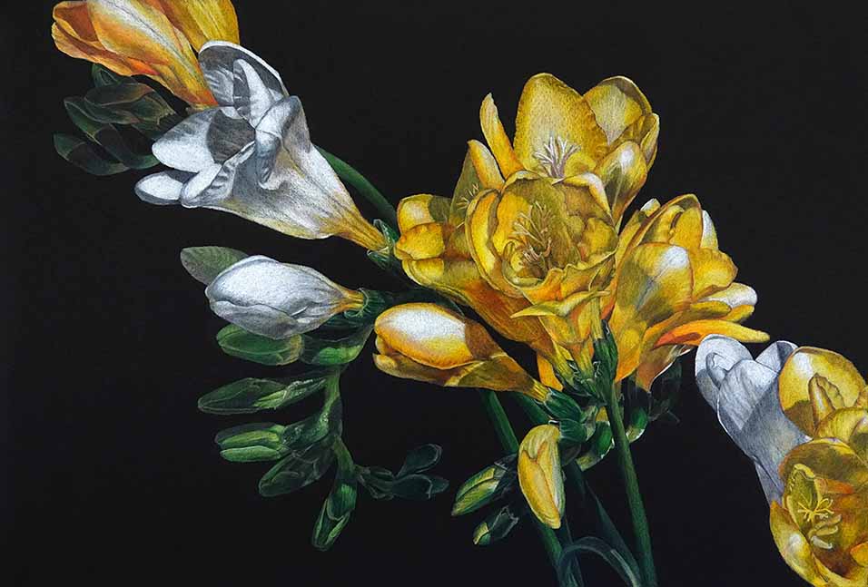 A spray of yellow and white freesia blooms and buds
